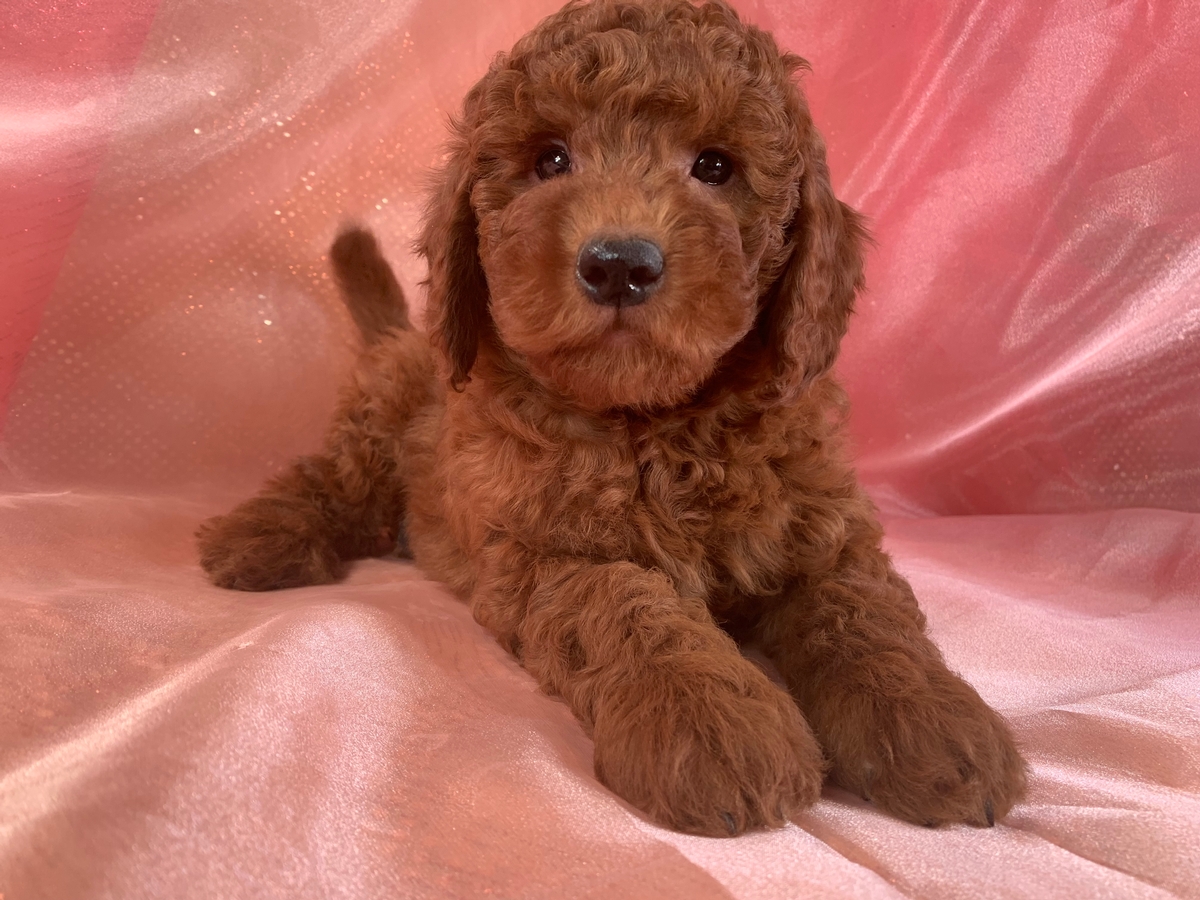 Red F1b Male Mini Goldendoodle Puppy Available DOB 10-14-2021, $1800